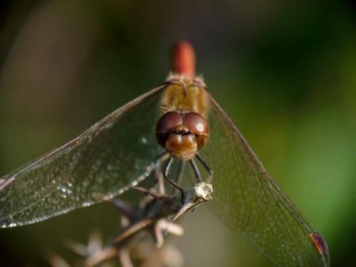 Sympetrum striolatum